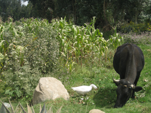 Agricultura en el Valle de Mantaro