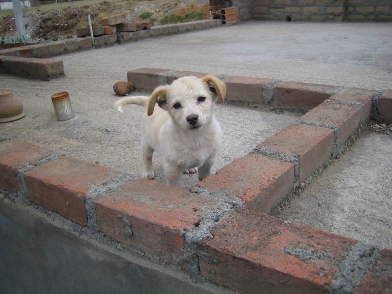 Cachorro en Huancayo
